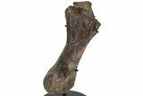 Hadrosaur (Brachylophosaurus?) Metatarsal with Stand - Montana #227771-2